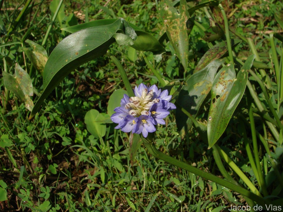 Pontederia hastata L.